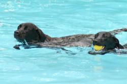 Dog vacation includes dog-friendly swimming pool